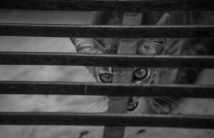 Cattitude